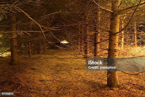 Incredibile Foresta - Fotografie stock e altre immagini di Abete - Abete, Albero, Ambientazione esterna