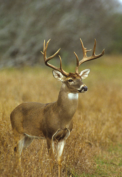 White-tailed buck with large antlers in long dry grass stock photo
