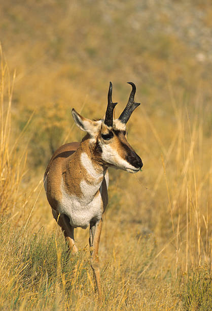 istock Pronghorn Antelope Buck 97136105
