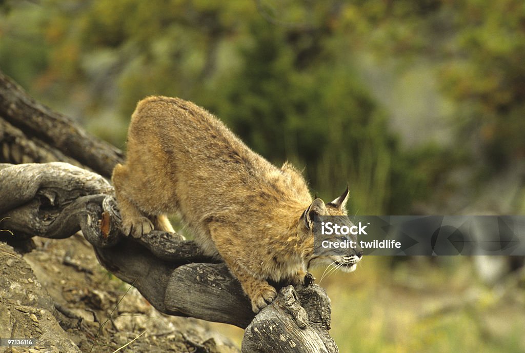 Bobcat Hunting from Log  Animal Stock Photo