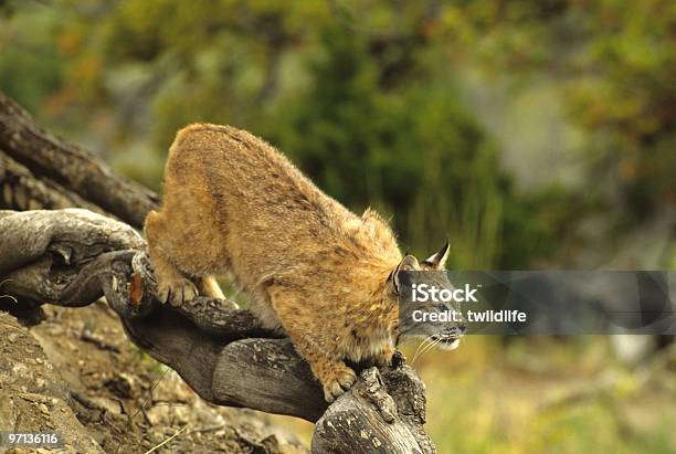 Bobcat Hunting From Log Stock Photo - Download Image Now - Animal, Animal Wildlife, Animals Hunting