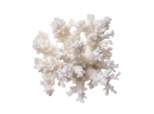istock coral isolated on a white background 971366298