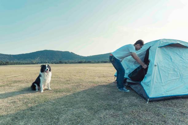 istock young man pitching tent while his border collie sitting on side 971366328