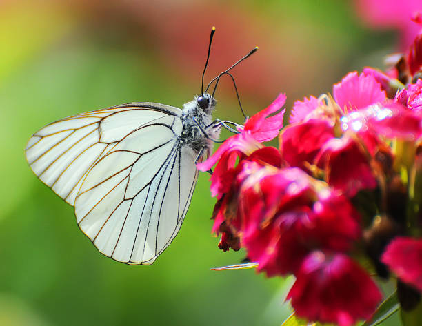 istock Butterfly on a flower 971366892