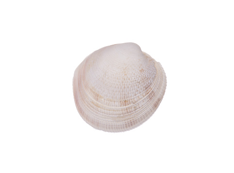 seashell isolated on white background closeup