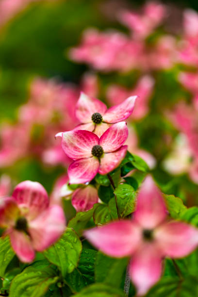 istock Dogwood tree flowers 971384506