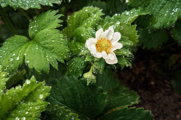 Blooming strawberry bush in dew