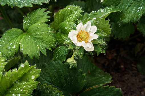 Close up of Strawberry bush growing in farm garden. Flowers and strawberry leaves are covered with dew drops in morning