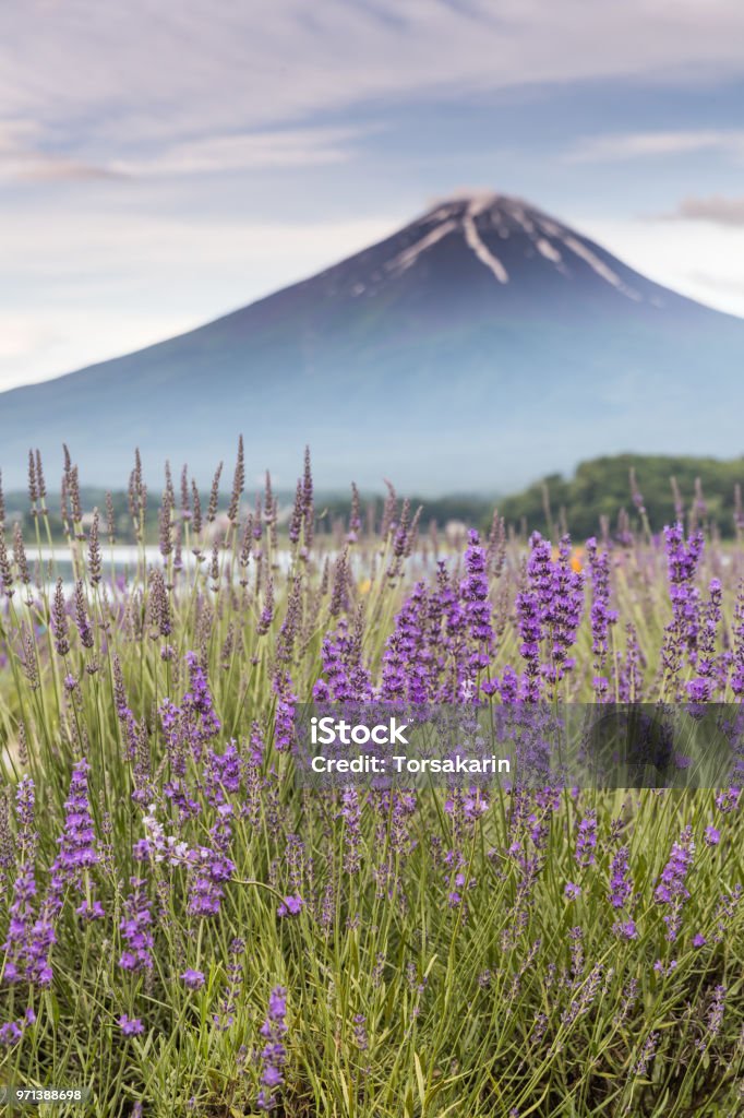 Mountain Fuji and lavender fields View of Mountain Fuji and lavender fields in summer season at Lake kawaguchiko Lavender - Plant Stock Photo