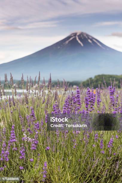 Mountain Fuji And Lavender Fields Stock Photo - Download Image Now - Lavender - Plant, Agricultural Field, Asia