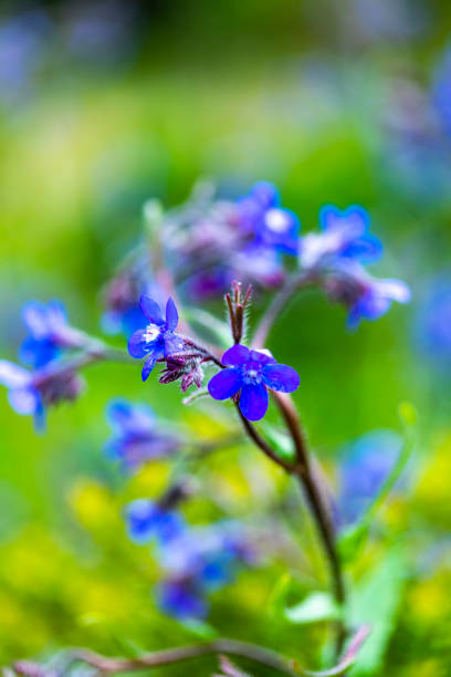 istock Italian bugloss flowers 971388726