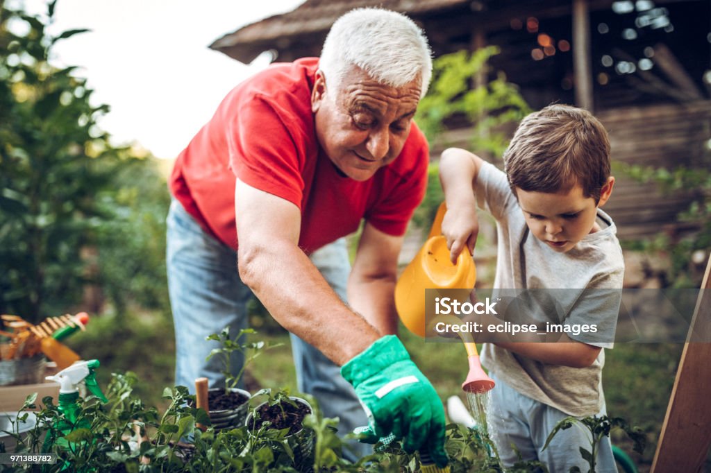 Grandfather and grandson in garden Grandfather and grandson playing in backyard with gardening tools Senior Adult Stock Photo