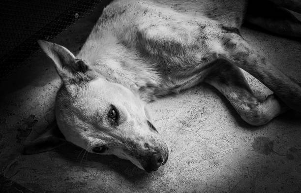 istock a sad street dog 971391624