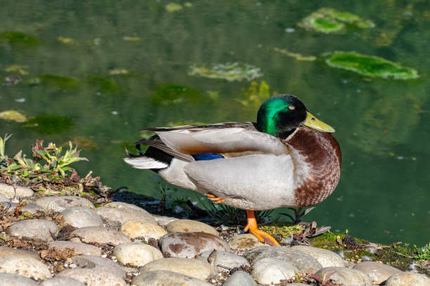 istock Male drake mallard standing on one leg 971396504