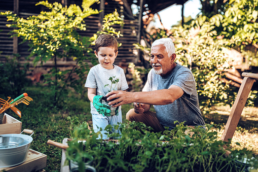 Grandfather and grandson planting in backyard