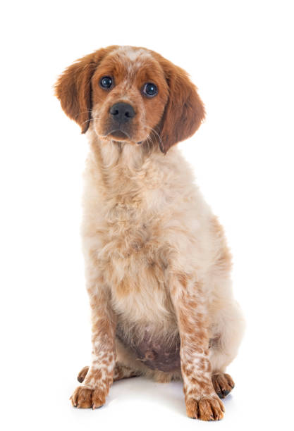istock puppy brittany spaniel 971397058