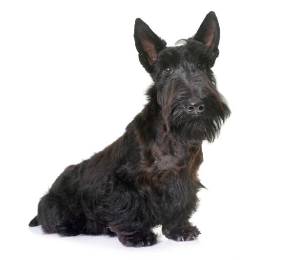 istock puppy scottish terrier 971399608