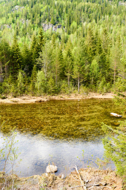 istock Clear water in forest river 971399942