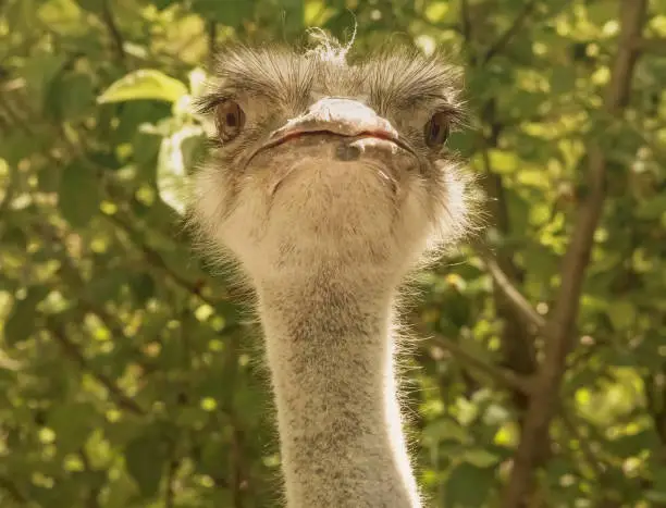 The head of a funny ostrich full-face, looking straight at the camera.On the background of branches and green leaves.