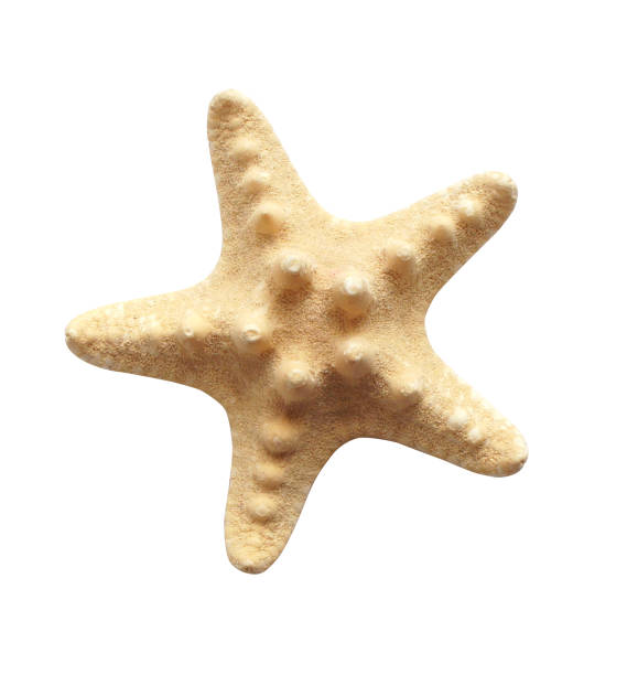 istock Starfish isolated on white background. dry. Close up. 971404958