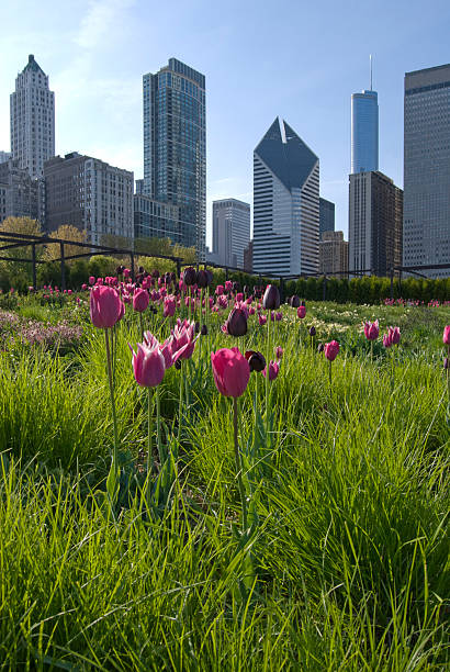 istock Chicago Skyscrapers and Garden 97141061
