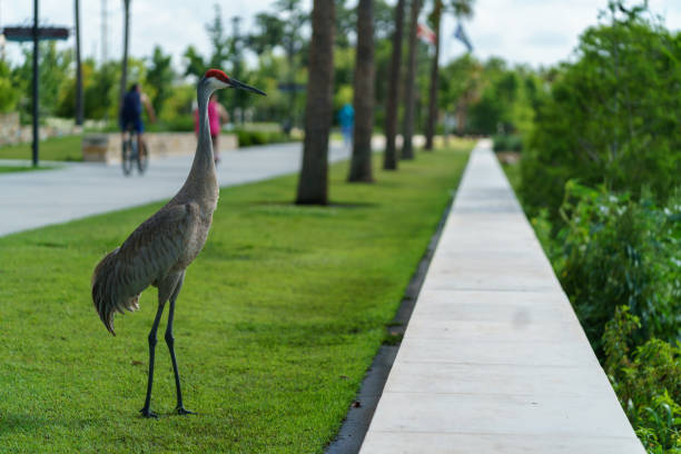Herons and other wildlife in Orland