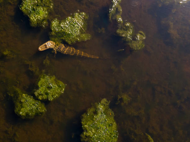 호수 tohopekaliga에 악어 - directly above outdoors alligator florida 뉴스 사진 이미지
