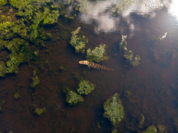 alligator en lac tohopekaliga - directly above outdoors alligator florida photos et images de collection