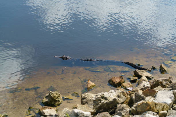 alligator en lac tohopekaliga - directly above outdoors alligator florida photos et images de collection