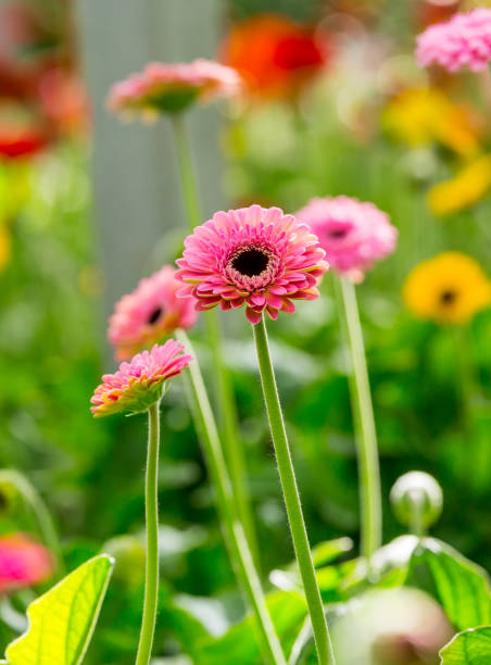 istock pink gerberas grow in modern greenhouse under artificial growlight 971413724