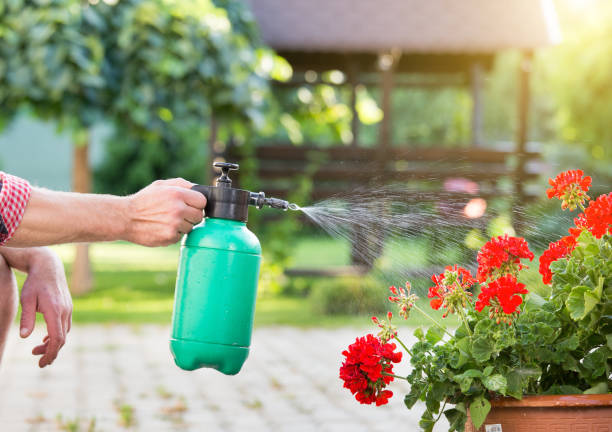 istock Man watering flower from pressurized bottle 971414018