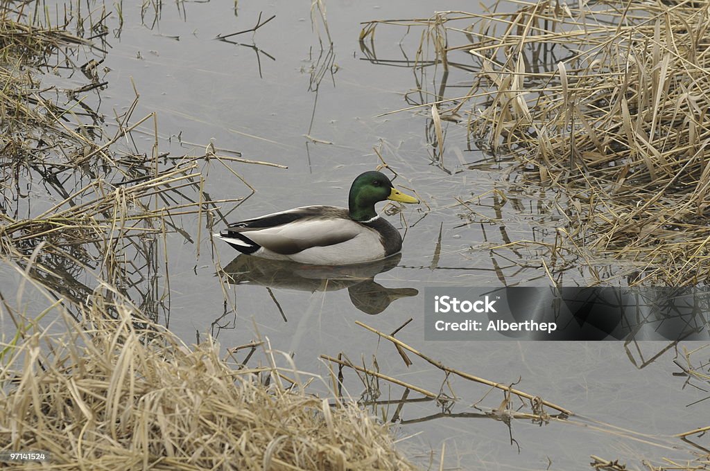 Duck Duck resting on the water. Black Color Stock Photo