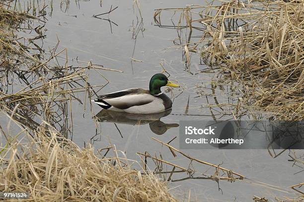 Duck Stock Photo - Download Image Now - Black Color, Color Image, Duck - Bird