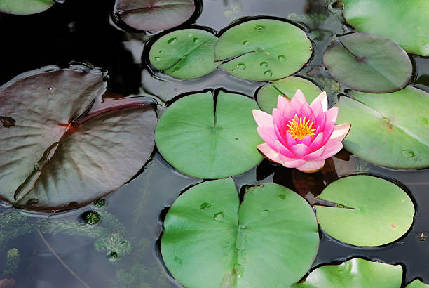 istock Pink waterliliy 97141555
