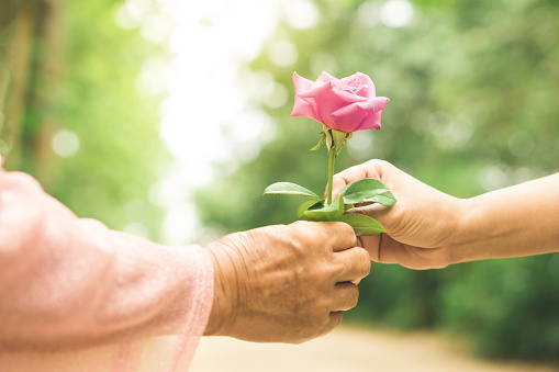 daughter hand giving rose flower to mother with love on mother's day