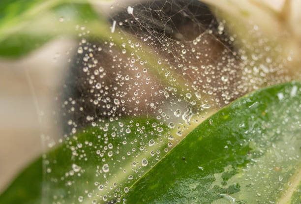 istock water droplets on a spider web in nature 971416928
