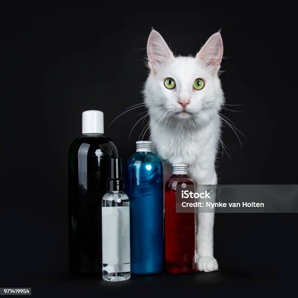 jam details fry Funny Black Smoke With White Turkish Angora Cat Sitting Isolated On White  And Looking Almost Wide Angle To Lens Stock Photo - Download Image Now -  iStock