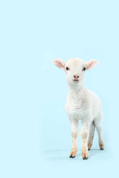 Baby Lamb on Blue stock photo