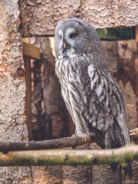 istock A little owl sits on a branch 971433340