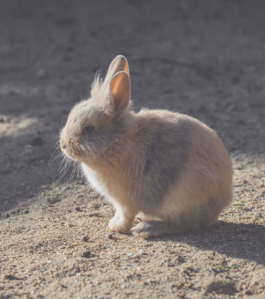 istock A little bunny is sitting in the sun 971433450