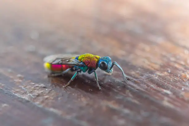 Common Ruby-Tailed Wasp (Chrysis Ignita) On Wooden Surface