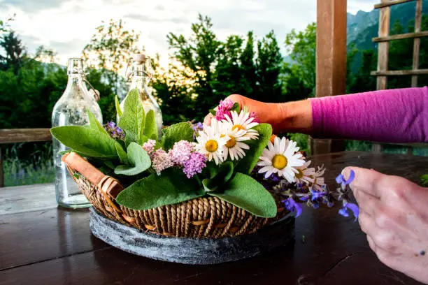 Woman Arranging  Wickerbasket Of Different Wild Herbs And Edible Flowers