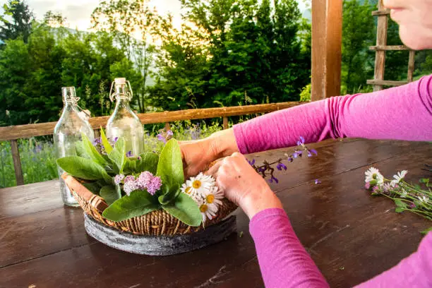 Woman Arranging  Wickerbasket Of Different Wild Herbs And Edible Flowers