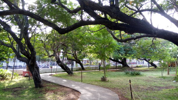 istock Garden at Pondicherry 971437106