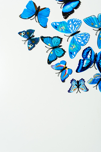 Blue Butterfly On White Background Stock Photo - Download Image Now -  Abstract, Art, Backgrounds - iStock
