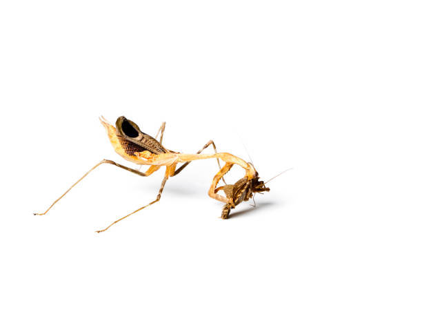 istock Praying mantis and cockroach isolated on white background. Predator and victim concept. 971441124