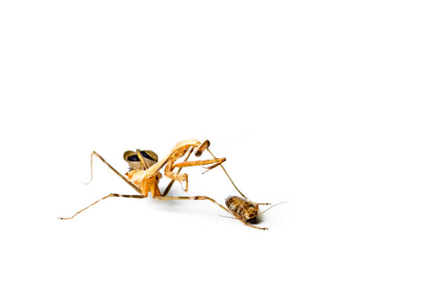 istock Praying mantis and cockroach isolated on white background. Predator and victim concept. 971441166