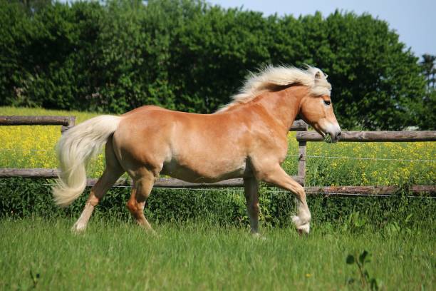 istock running haflinger horse 971444062