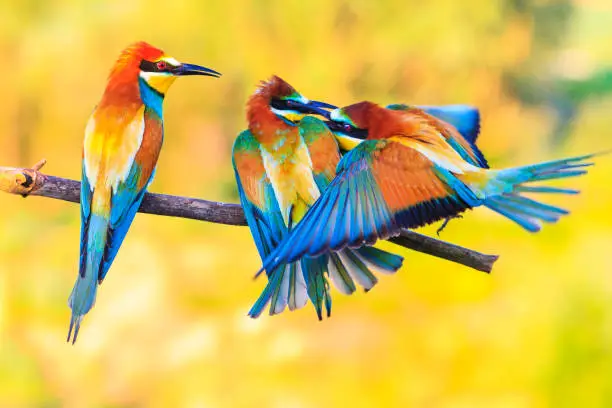 Photo of three exotic colored birds biting on the branch