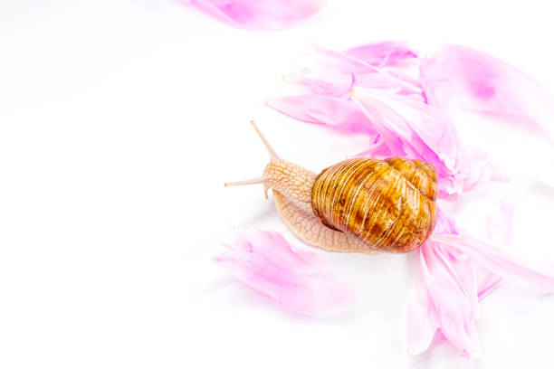 snail and tender pink petals, cosmetics and body care